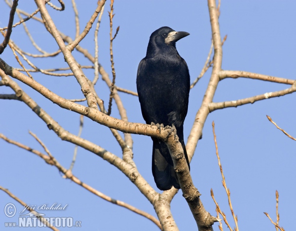 Havran polní (Corvus frugilegus)