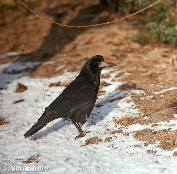 Havran polní (Corvus frugilegus)