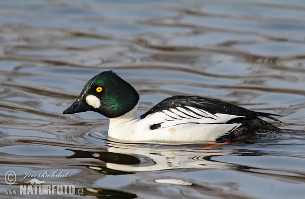 Hlaholka obyčajná (Bucephala clangula)