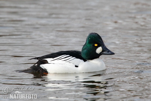 Hlaholka obyčajná (Bucephala clangula)