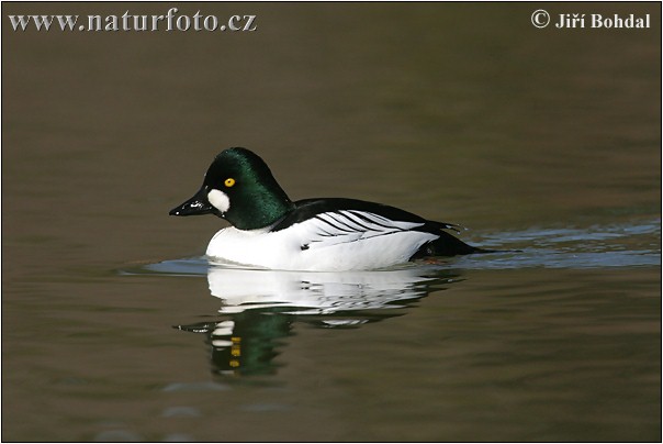 Hlaholka obyčajná (Bucephala clangula)