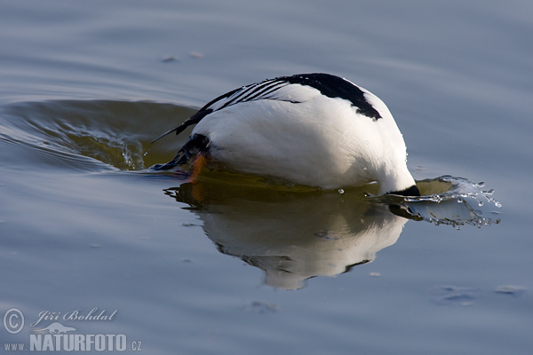 Hlaholka obyčajná (Bucephala clangula)