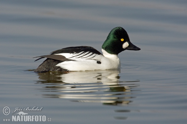 Hlaholka obyčajná (Bucephala clangula)