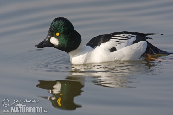 Hlaholka obyčajná (Bucephala clangula)