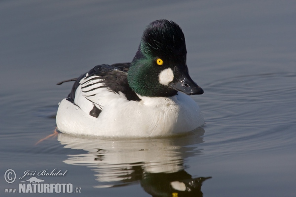 Hlaholka obyčajná (Bucephala clangula)