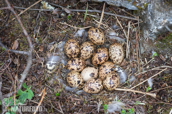 Hnízdo bělokura rousného (Lagopus lagopus)