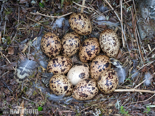 Hnízdo bělokura rousného (Lagopus lagopus)