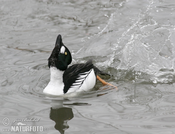 Hohol severní (Bucephala clangula)