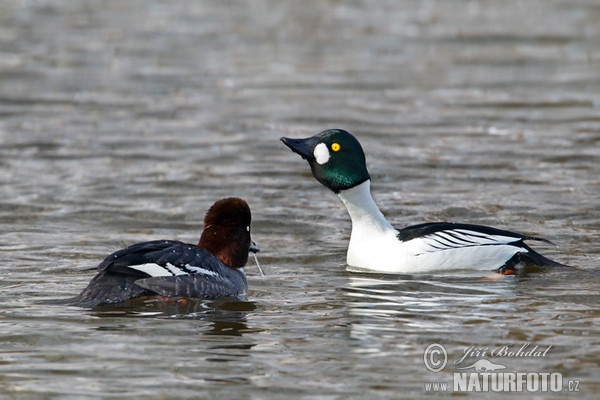 Hohol severní (Bucephala clangula)