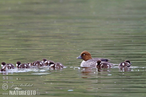 Hohol severní (Bucephala clangula)