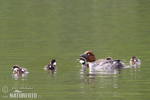 Hohol severní (Bucephala clangula)