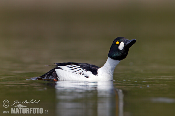 Hohol severní (Bucephala clangula)