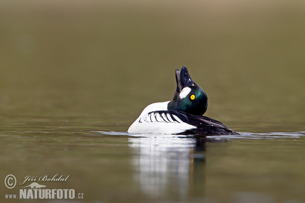 Hohol severní (Bucephala clangula)