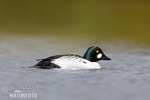 Hohol severní (Bucephala clangula)