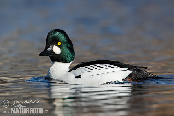 Hohol severní (Bucephala clangula)