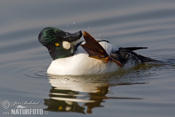 Hohol severní (Bucephala clangula)