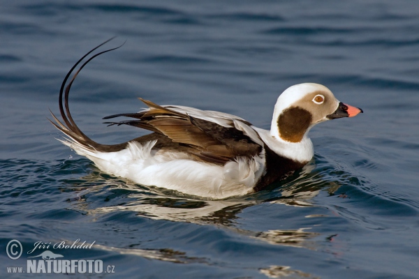 Hoholka lední (Clangula hyemalis)