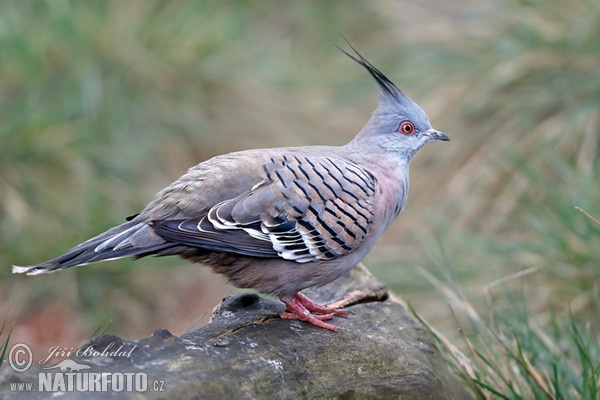 Holoubek chocholatý (Ocyphaps lophotes)