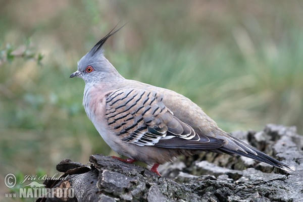 Holoubek chocholatý (Ocyphaps lophotes)