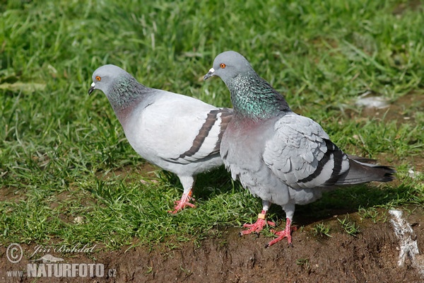 Holub divý (Columba livia)