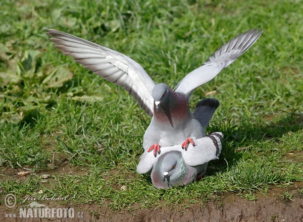 Holub divý (Columba livia)