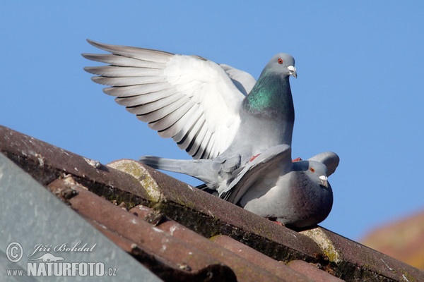 Holub domácí (Columba livia f. domestica)