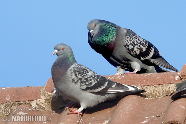 Holub domácí (Columba livia f. domestica)