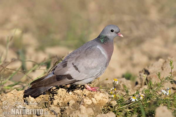 Holub doupňák (Columba oenas)