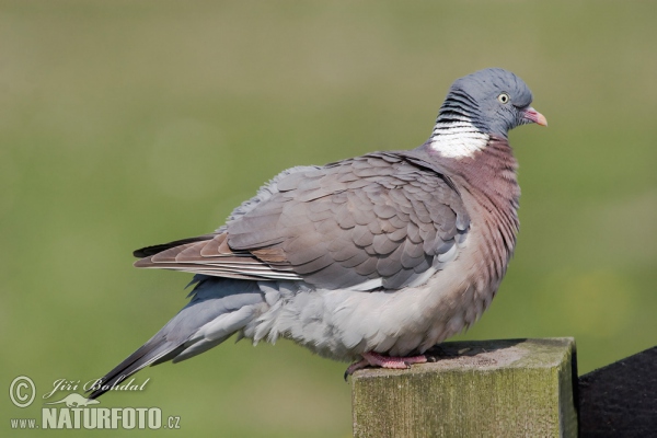 Holub hřivnáč (Columba palumbus)