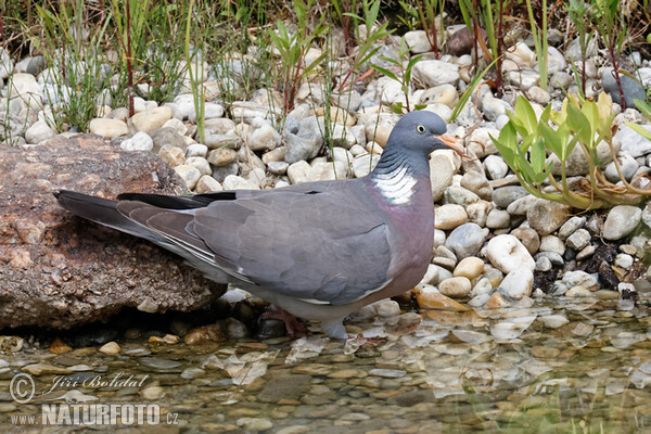 Holub hřivnáč (Columba palumbus)