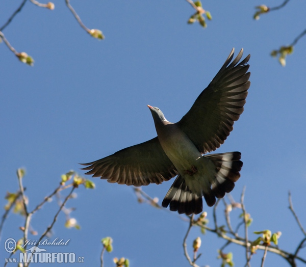 Holub hřivnáč (Columba palumbus)