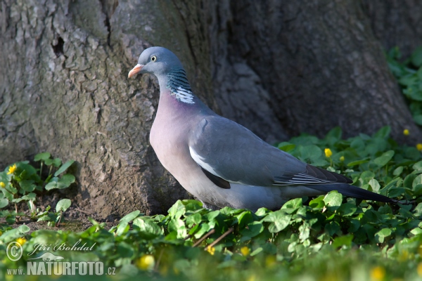 Holub hřivnáč (Columba palumbus)