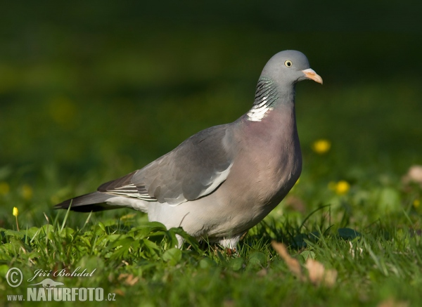 Holub hřivnáč (Columba palumbus)