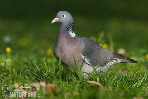 Holub hřivnáč (Columba palumbus)