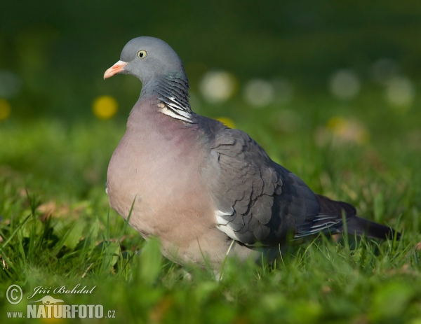 Holub hřivnáč (Columba palumbus)