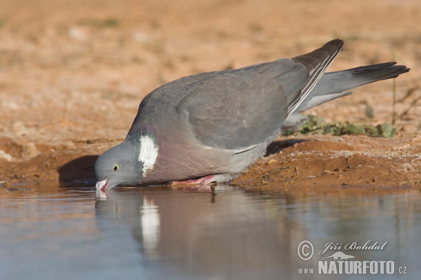 Holub hřivnáč (Columba palumbus)