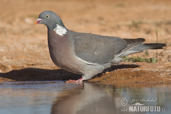 Holub hřivnáč (Columba palumbus)