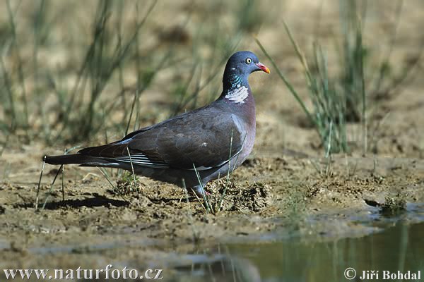 Holub hrivnák (Columba palumbus)