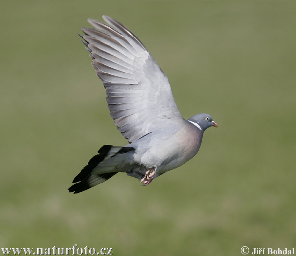 Holub hrivnák (Columba palumbus)