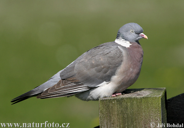 Holub hrivnák (Columba palumbus)