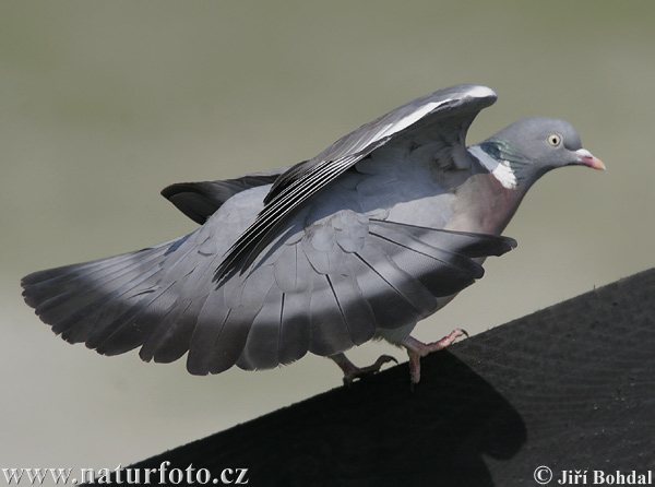 Holub hrivnák (Columba palumbus)