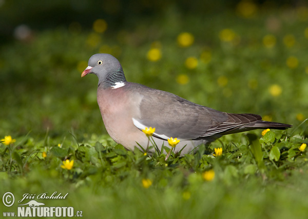 Holub hrivnák (Columba palumbus)