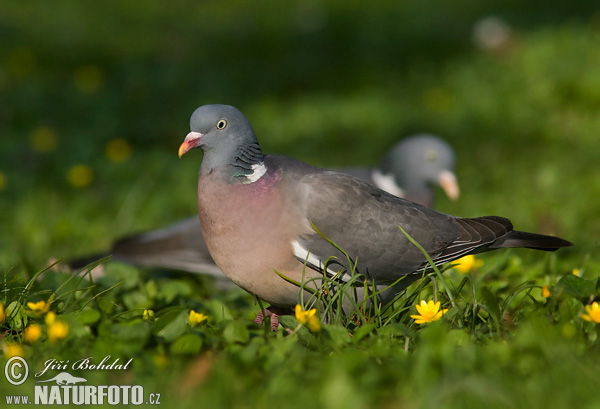 Holub hrivnák (Columba palumbus)