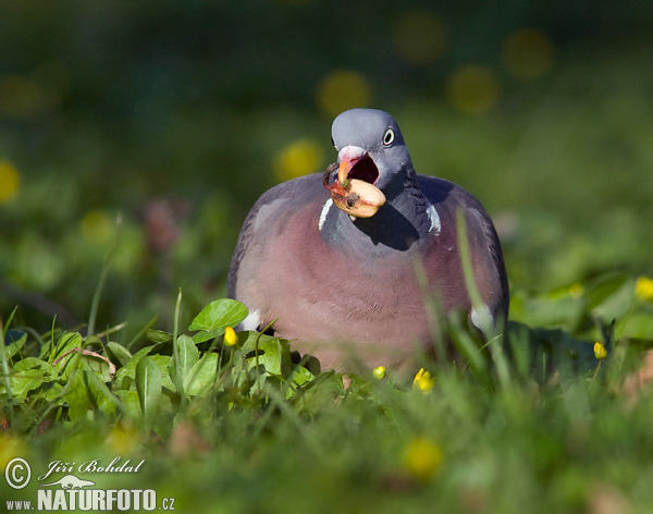 Holub hrivnák (Columba palumbus)