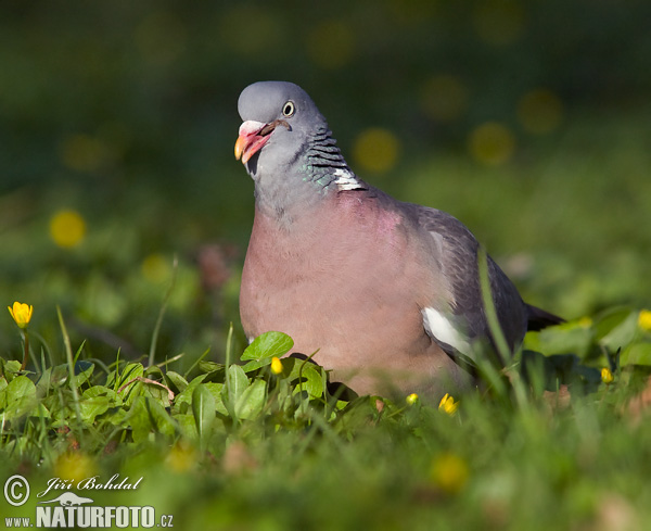 Holub hrivnák (Columba palumbus)