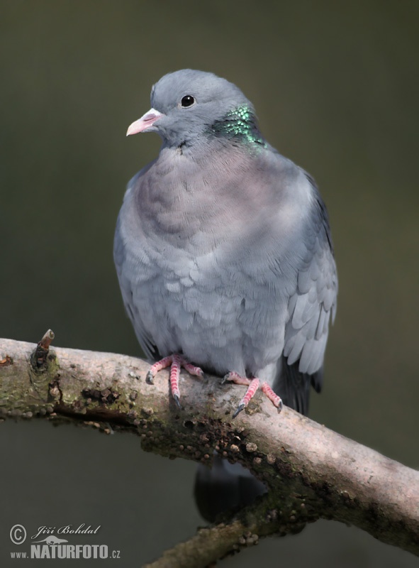 Holub plúžik (Columba oenas)