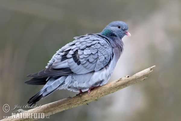 Holub plúžik (Columba oenas)