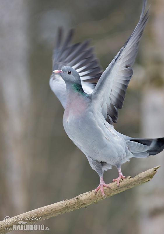 Holub plúžik (Columba oenas)