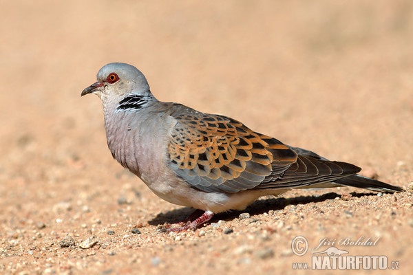 Hrdlička divoká (Streptopelia turtur)