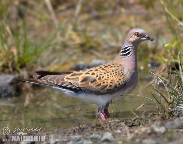 Hrdlička divoká (Streptopelia turtur)